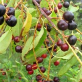 0609F 35 Rotterdam-Leer